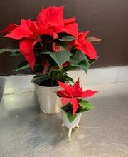 Carrément Fleurs - Fleuriste Vernouillet Dreux 28 - Livraison de fleurs à domicile image 3