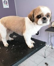 L'Espace Canin image 4