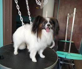 Doggy Chou image 18