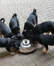 Tierarztpraxis Opher Berger AG Bild 1