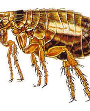 Knöchlein Kammerjäger Bild 5