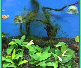 plantas-acuario-05-g.jpg