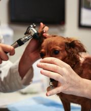 Pure Paws Veterinary Care of Clinton Hill image 13