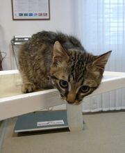 Kleintierpraxis Zur alten Mühle Bild 1