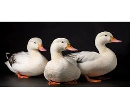 Auberge des 3 canards image 8