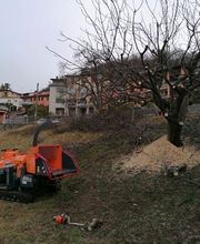 Nesurini Daniele - Lavori Forestali e Segheria Bild 3