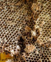 S.T.A.D Société de Travaux d'Assainissement et de Désinfection image 2