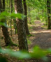 FriedWald Kirchheimbolanden Bild 9