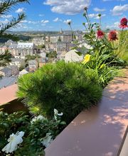 Petiaut Paysagiste image 16