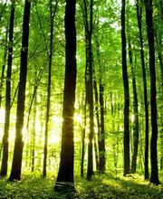 Logic Insectes SARL image 1