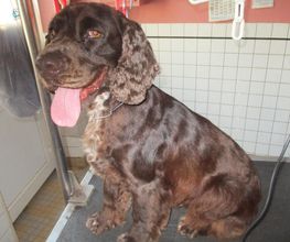 Com Chien Et Chat image 4