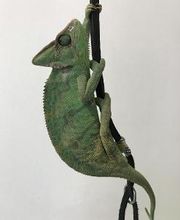 Clínica Veterinaria Okapi imagen 14