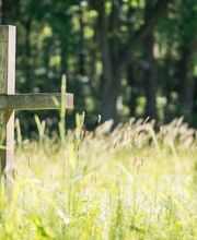 Lichtung im FriedWald Oberau bei Meißen