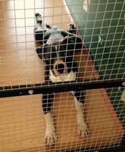 RESIDENCIA CANINA SORIA imagen 16