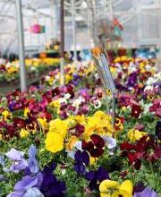 Breshear's Nursery & Greenhouse image 10