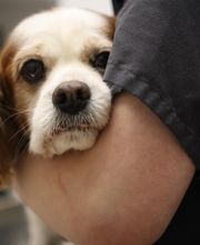 South Putnam Animal Hospital image 18