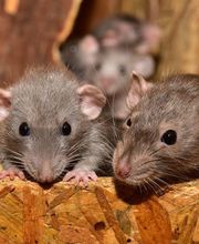 Abando Desinfecciones imagen 17