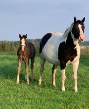 Elevage Kimy's Valey image 18