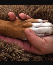 Salon de Toilettage Jenny Dog et Company image 1