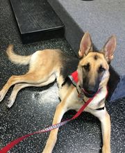 Mutt Hut Pet Grooming image 8