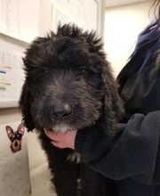 Back Mountain Veterinary Hospital image 2