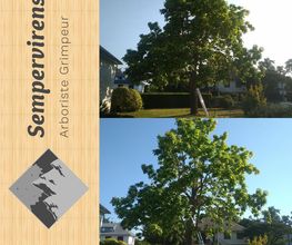 Sempervirens image 13