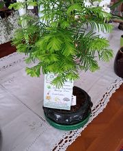 Succulentes & Orchidees image 9