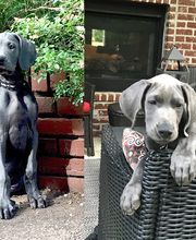 2017 Blue puppies sent from happy new owners. DeepSouthDanes.com