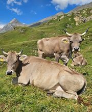 Schweizer Original Braunvieh Zuchtbetrieb Quarten Bild 5