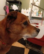 Les Animaux Chics image 17