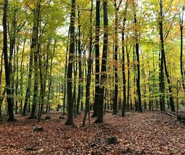 FriedWald Meroder Wald Bild 3