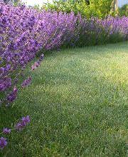 Rasenpflege Gartenpflege