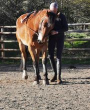 Ecole D'Equitation De Chazeron image 16