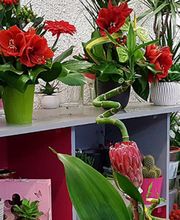 La Boite A Fleurs image 3