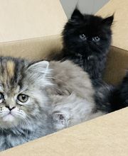 Apple Valley Veterinary Clinic image 9