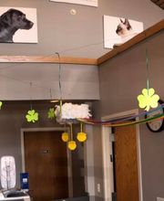 Gentle Doctor Animal Hospital image 10