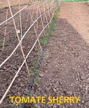 Huertos Santa ROSALÍA imagen 4