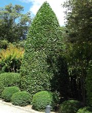 Le Paradou Vert image 5