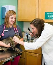 Indian Tree Animal Hospital image 1