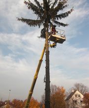 Der Grüne Baum Bild 5