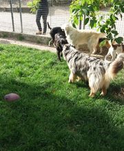 Cani Services image 3