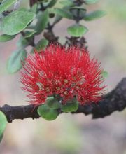 Centro ROSSOVULCANO - Lorenza Manetti Bild 1