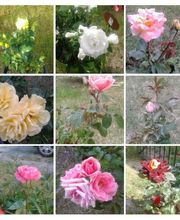 Ted Multiservices image 20