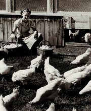 Soller Junghennen AG Bild 7