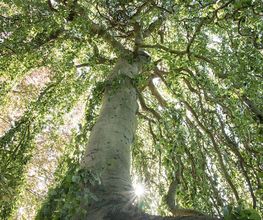 Arbor et Sens image 2