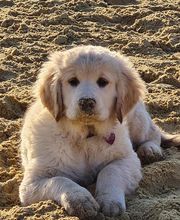 Elevage Du Cyr D'Or image 1