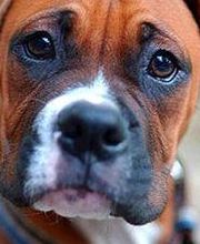 Residencia canina Tarazona imagen 19