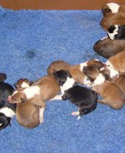 Collies vom Kaninchenhof Bild 2