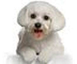 Beaute Canine image 4