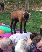 Goat Joy image 20